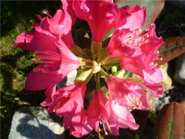 rododendron